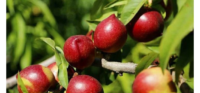 油桃炭疽病的症状及防治措施