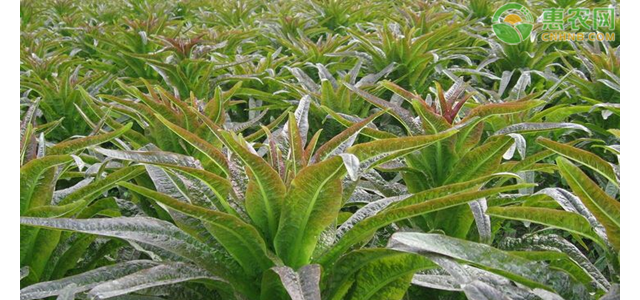 莴笋该怎么种植能高产？