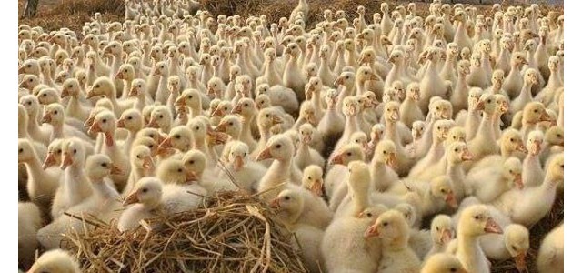 养殖课堂：夏季养鹅小妙招