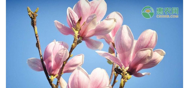 玉兰发黄干枯是哪些原因引起？