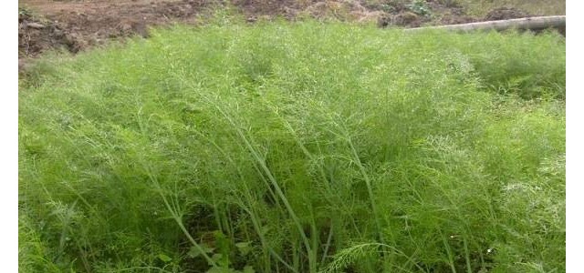 茴香的高产种植技术及管理要点