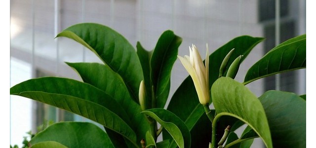 白兰花不长花苞是哪些原因造成的？