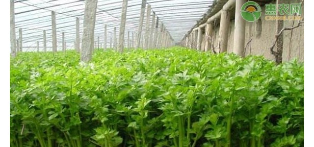 种植芹菜要怎么除草？