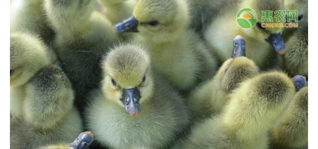 养殖课堂：肉鹅十大常见疾病防控