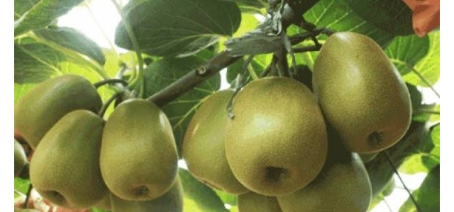 猕猴桃的土肥水管理技术