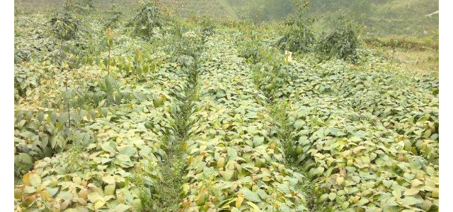 黔产钩藤规范化生产技术