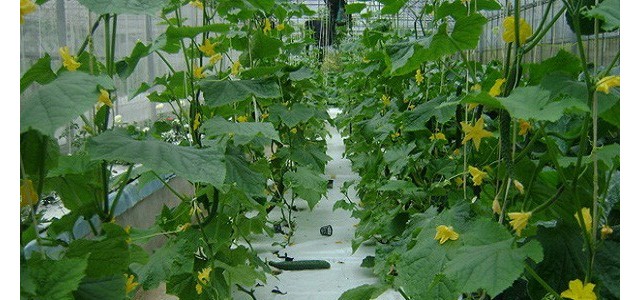 夏季如何让黄瓜多结瓜？这几个要点需掌握！