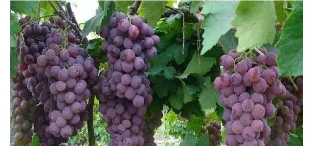 葡萄如何施肥补钙？需注意哪些事项？