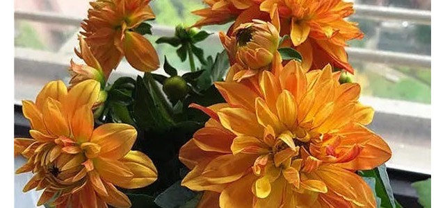 大丽菊盆栽的养护管理方法