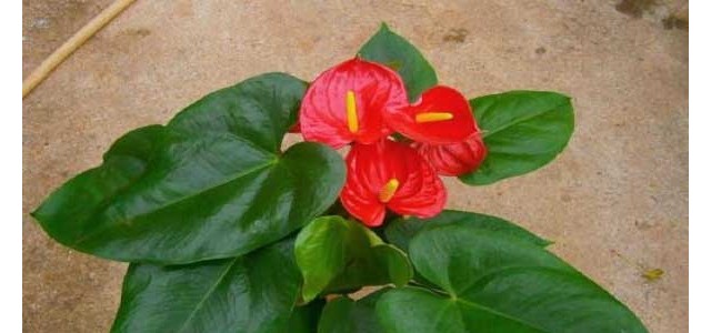 夏季红掌养护指南和注意事项