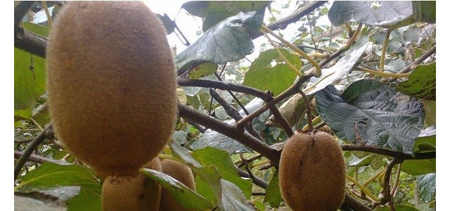 五月猕猴桃管理要点