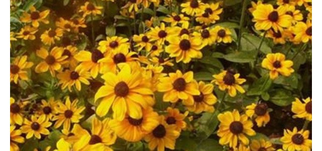 黑心菊的养殖方法及养护要点