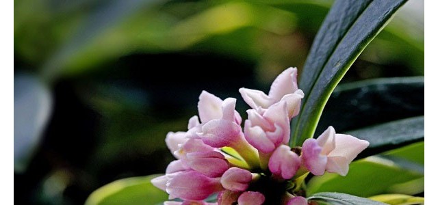 养殖课堂：金边瑞香怎么养？