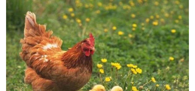 夏季如何预防小鸡生病？这几个方面需注意！