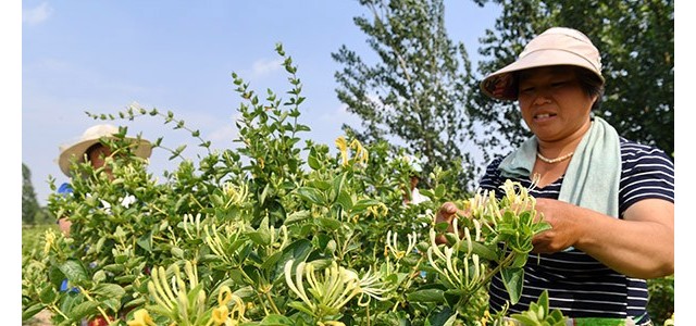 金银花修剪管理及病虫害防治