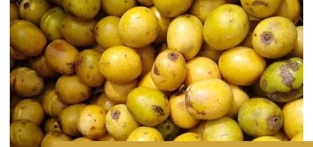 黄皮果树的嫁接方法及嫁接后管理