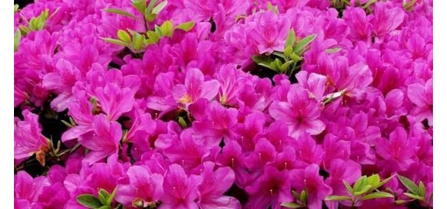 杜鹃花需要施什么肥料？