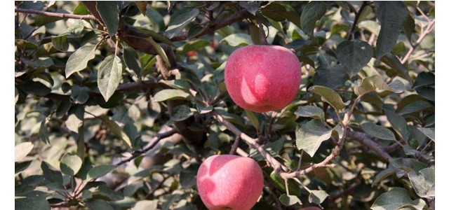 果树夏剪的原则和误区