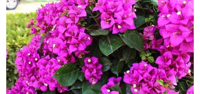 三角梅长花苞后需做好哪些管理要点？