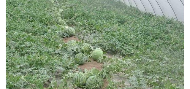 大棚西瓜定植后管理要点