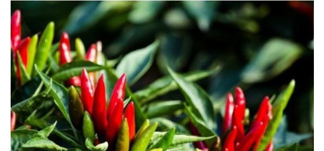 温室辣椒徒长原因和解决措施