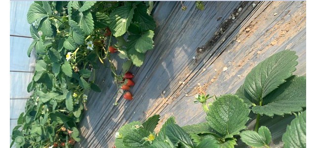 夏季草莓育苗要点和注意事项