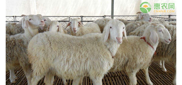 羊高产关键养殖技术要点