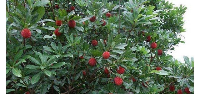 杨梅大小年的原因是什么？如何预防？