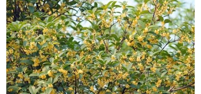 桂花树如何繁殖比较快？