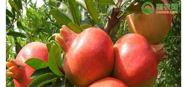 石榴关键修剪管理技术