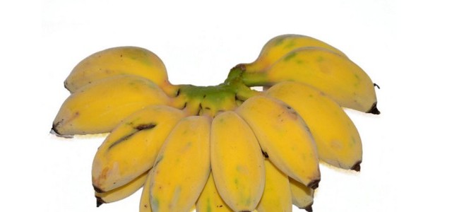 苹果蕉的种植管理技术