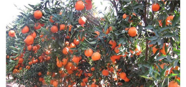 红桔丰产栽培方法技术