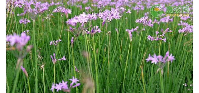 紫娇花的养殖方法及养护要点