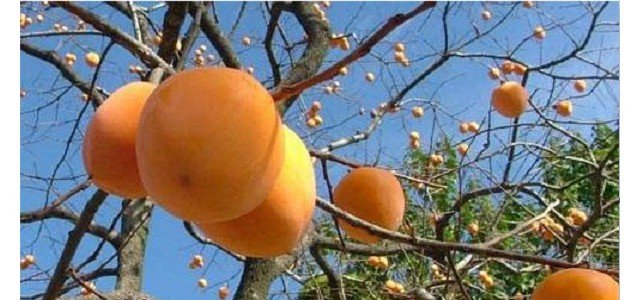 甜柿子的栽培技术与管理