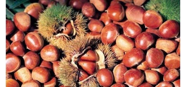 板栗空苞是什么原因？如何防治？