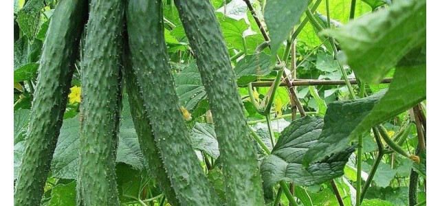 夏季蔬菜如何养护结果多，无畸形果？