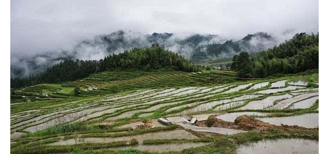 夏至节气农事活动指南