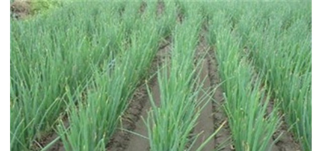 葱秧如何栽缓苗更快些？
