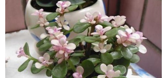 金枝玉叶的叶片掉落是何原因造成？如何解决？