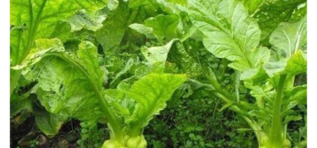 榨菜栽种时间及田间管理要点