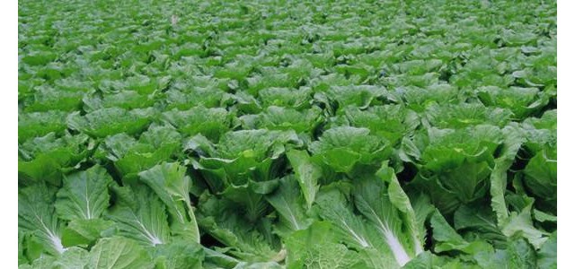 大白菜霜霉病如何预防？这几个要点需记牢！