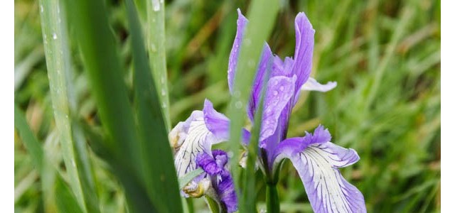 马兰花的养殖方法及养护要点