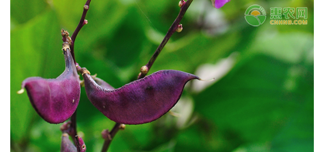 紫扁豆高产栽培管理技术