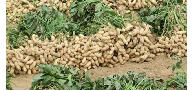 茉莉花常见扦插方法