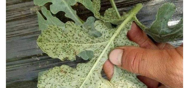 果树蚜虫种类及其防治