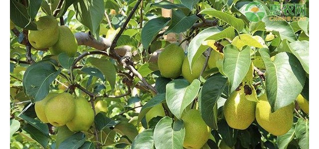 梨果套袋长黑斑是怎么回事？如何防治？