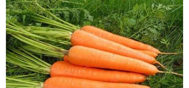 胡萝卜根部不着色是哪些原因导致的？