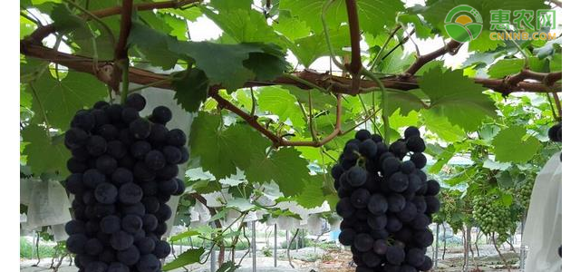 葡萄秋施基肥的管理要点