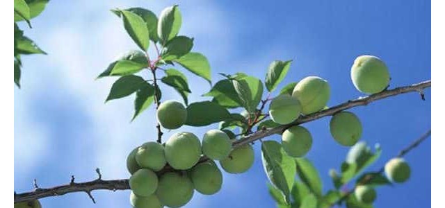 青梅种植几年结果？怎么种植？