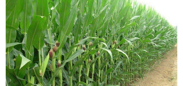 宅基地确权怎么改名字？要满足哪些条件？